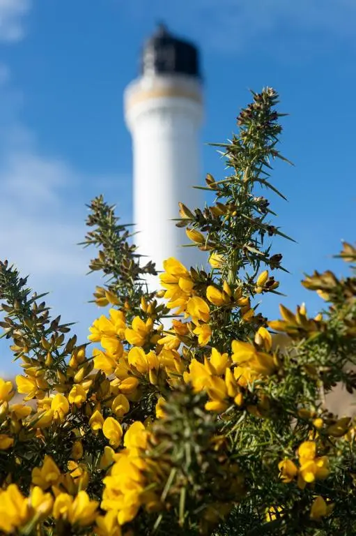 a lighthouse in the background with yellow flowers in front at Covesea Lighthouse Cottages in Lossiemouth