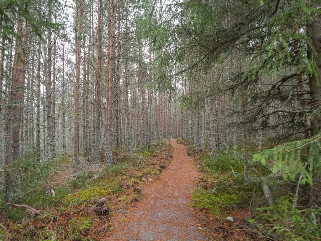 a dirt road in a forest with trees at Otter Lodge in Kingussie