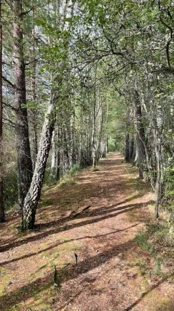 a dirt road in a forest with trees at Brooklynn Guest House in Grantown on Spey