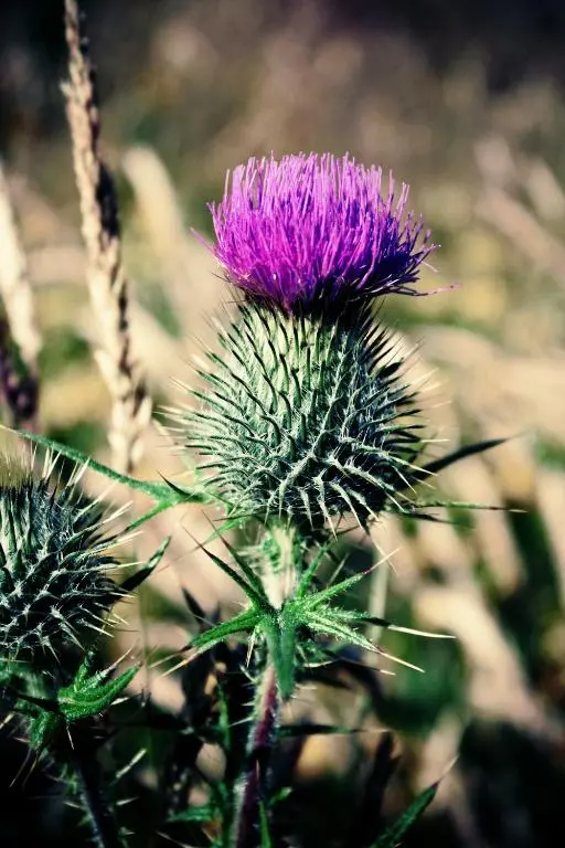 a purple flower on top of a plant at Silver Key Apartment 2 in Inverness