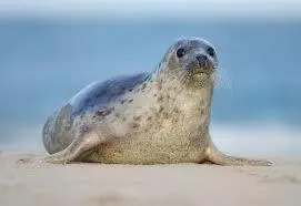 a seal sitting in the sand on the beach at Ard Garraidh in Ardersier