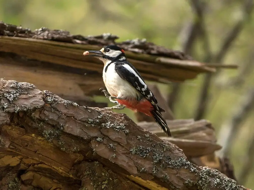 a bird sitting on top of a tree branch at Wee Wilds in Newtonmore