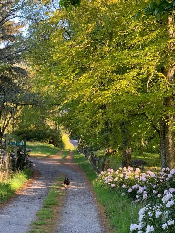 a dog walking down a dirt road with trees and flowers at Wee Wilds in Newtonmore