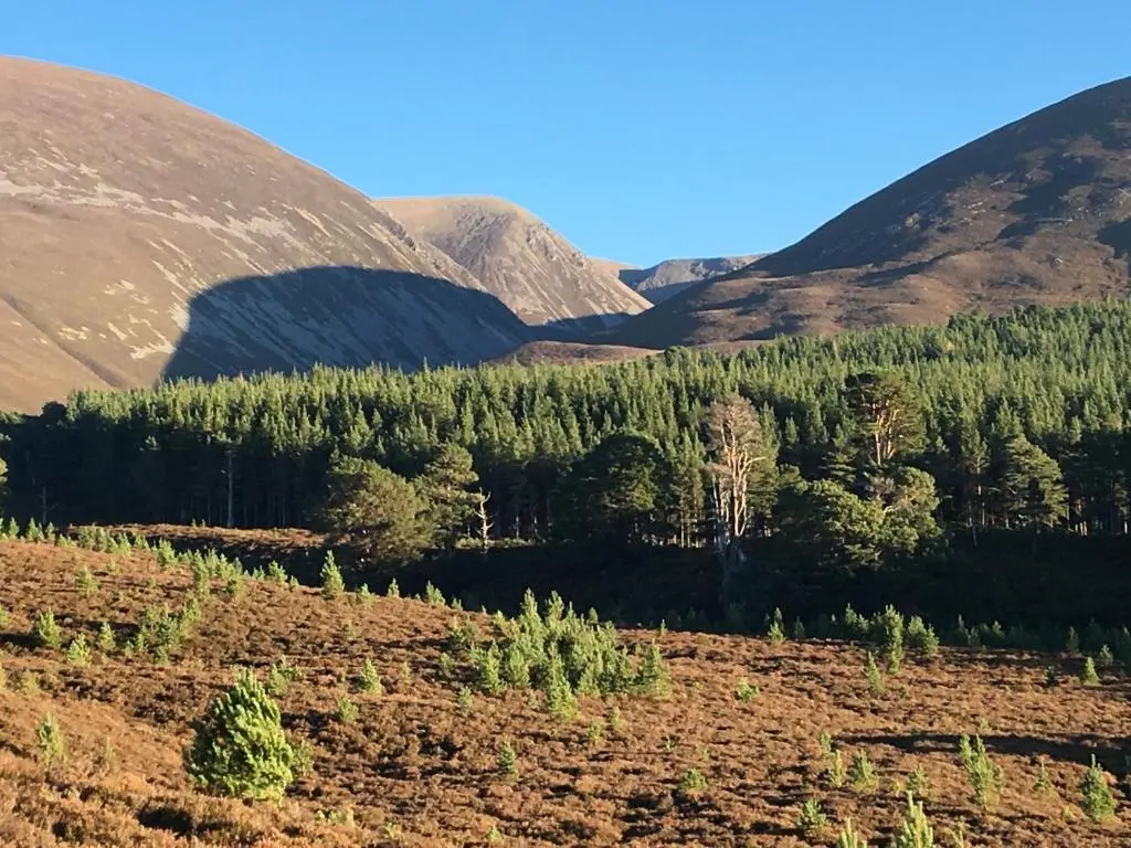 a hillside with trees and mountains in the background at Glenfeshie Hostel in Insh