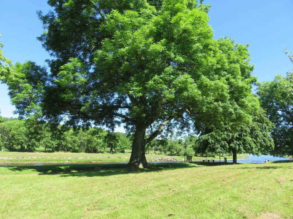 a large tree in a grassy field in a park at Bankhouse B&B in Aberlour