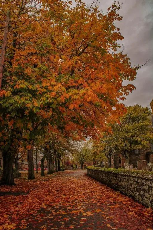 a tree with autumn leaves on a road at Highfield House in Dornoch