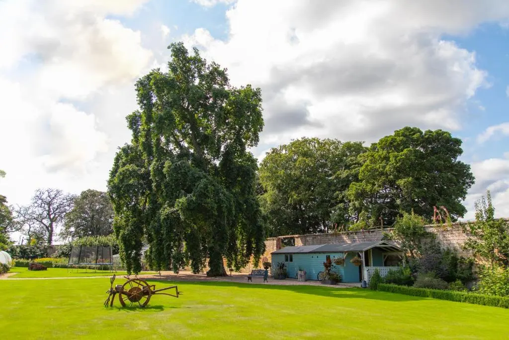 a green yard with a tree and a house at Balnagown Estates Gardener's Cottage in Kildary