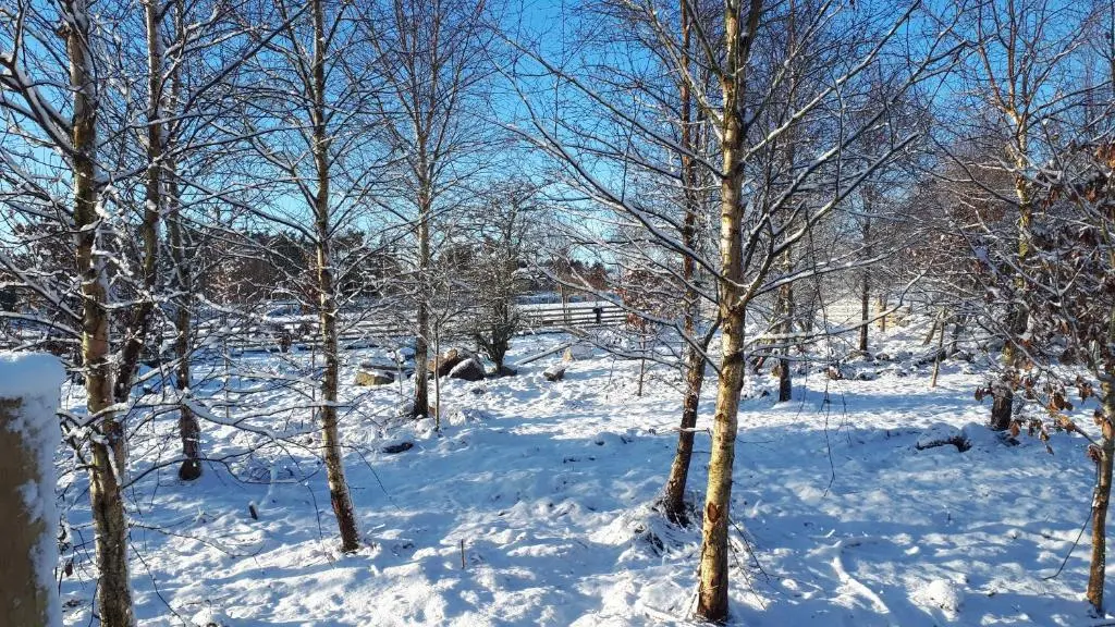 a snowy field with trees and snow covered ground at Woodland Lodge Mither Tap in Kintore