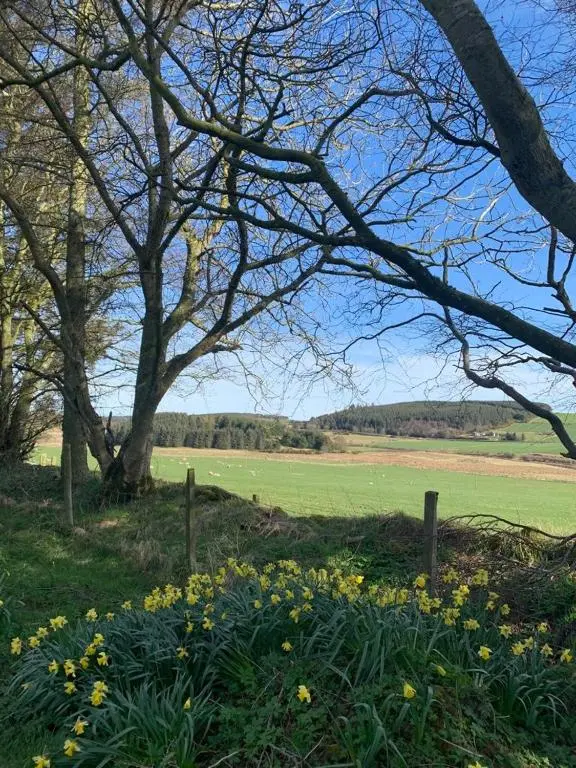 a field with trees and yellow flowers in the grass at Bruxie Holiday Cottages - Honeysuckle Cottage in Maud