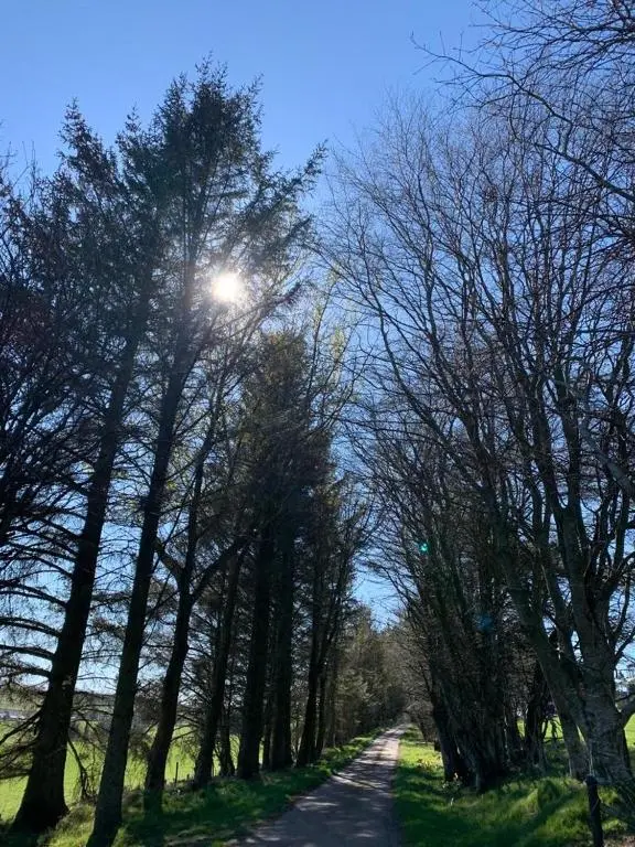 a tree lined road with the sun shining through at Bruxie Holiday Cottages - Honeysuckle Cottage in Maud