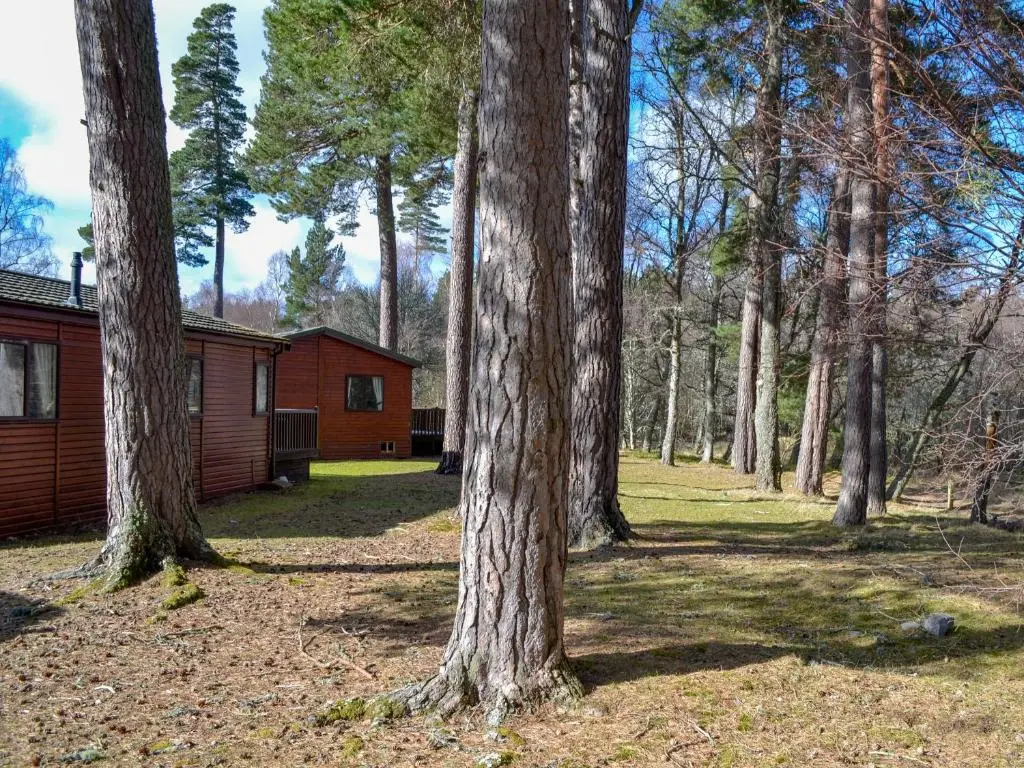 a group of trees next to a cabin at Lodge D- Uk33090 in Dinnet