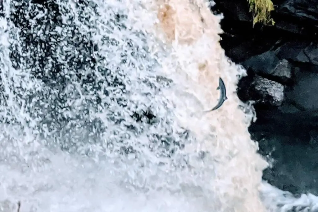 a fish in the middle of a waterfall at Rowan Cottage, CrannachCottages in Garve