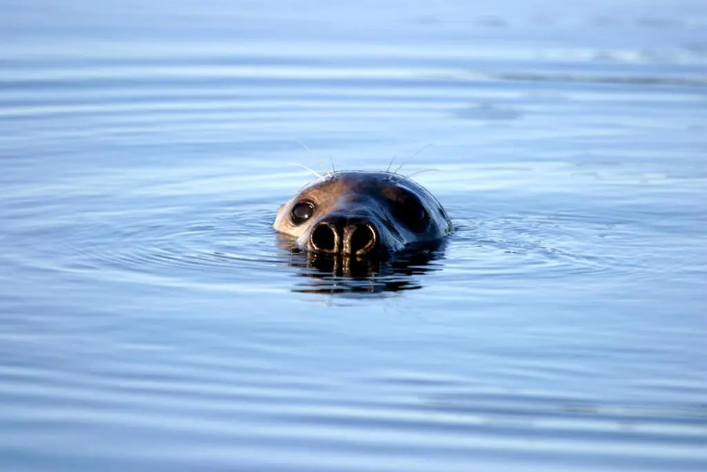 a seal is swimming in the water at Craiglea Lodge & Barn in Latheron