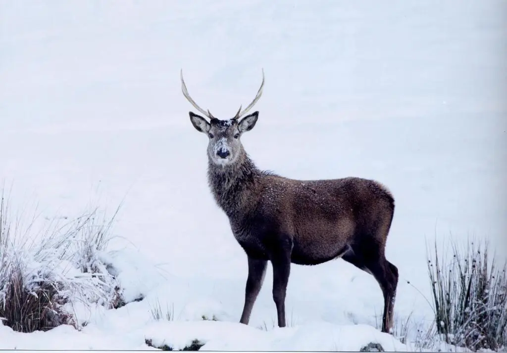 a deer with antlers standing in the snow at Craiglea Lodge & Barn in Latheron