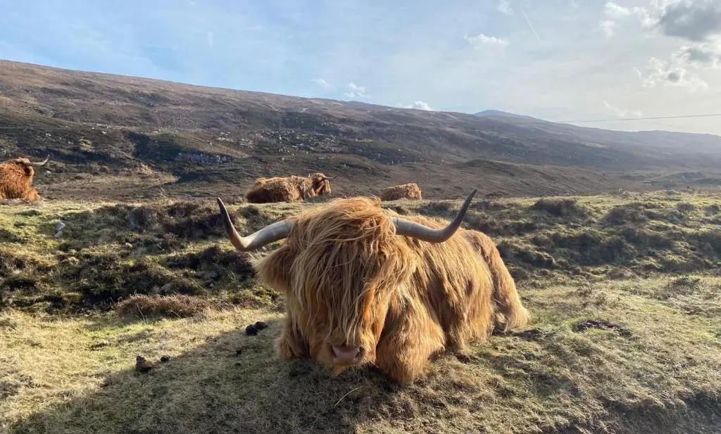 a buffalo with horns laying in a field at Foresters Lodge bed and breakfast, near loch ness in Inverfarigaig