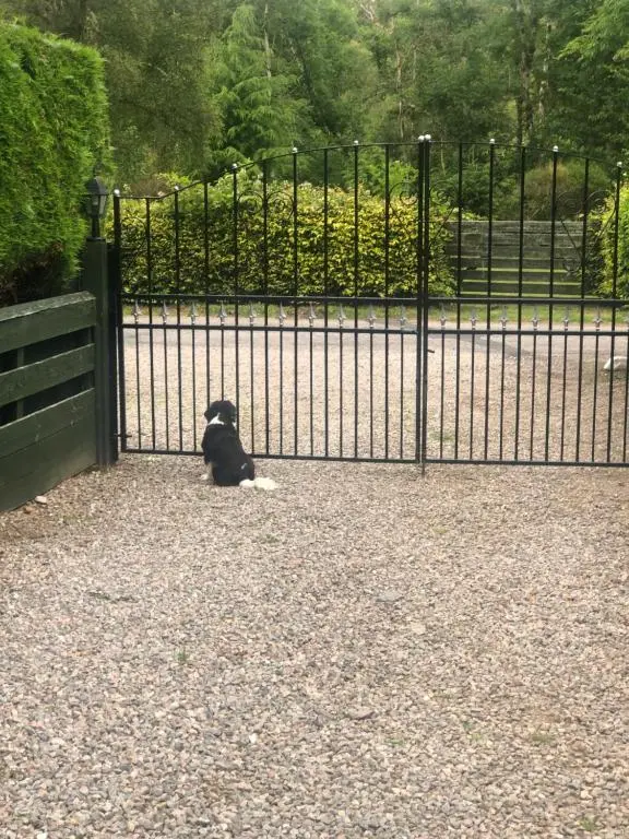 a black cat sitting in front of a gate at Foresters Lodge bed and breakfast, near loch ness in Inverfarigaig