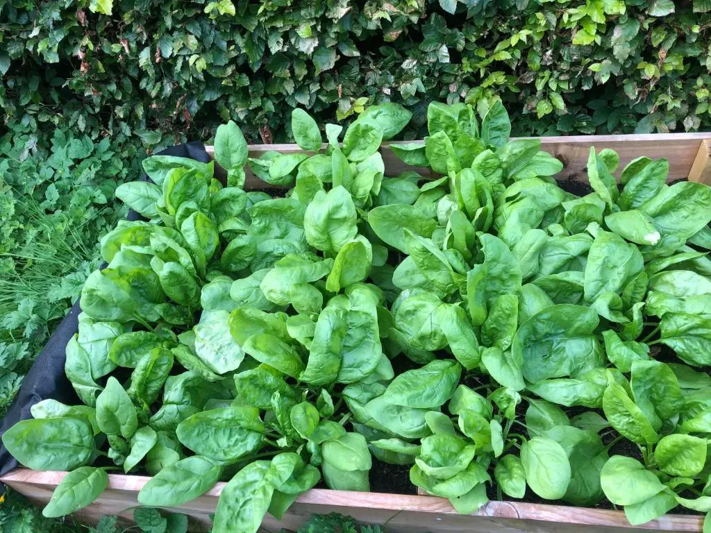 a bunch of green spinach in a wooden box at Foresters Lodge bed and breakfast, near loch ness in Inverfarigaig