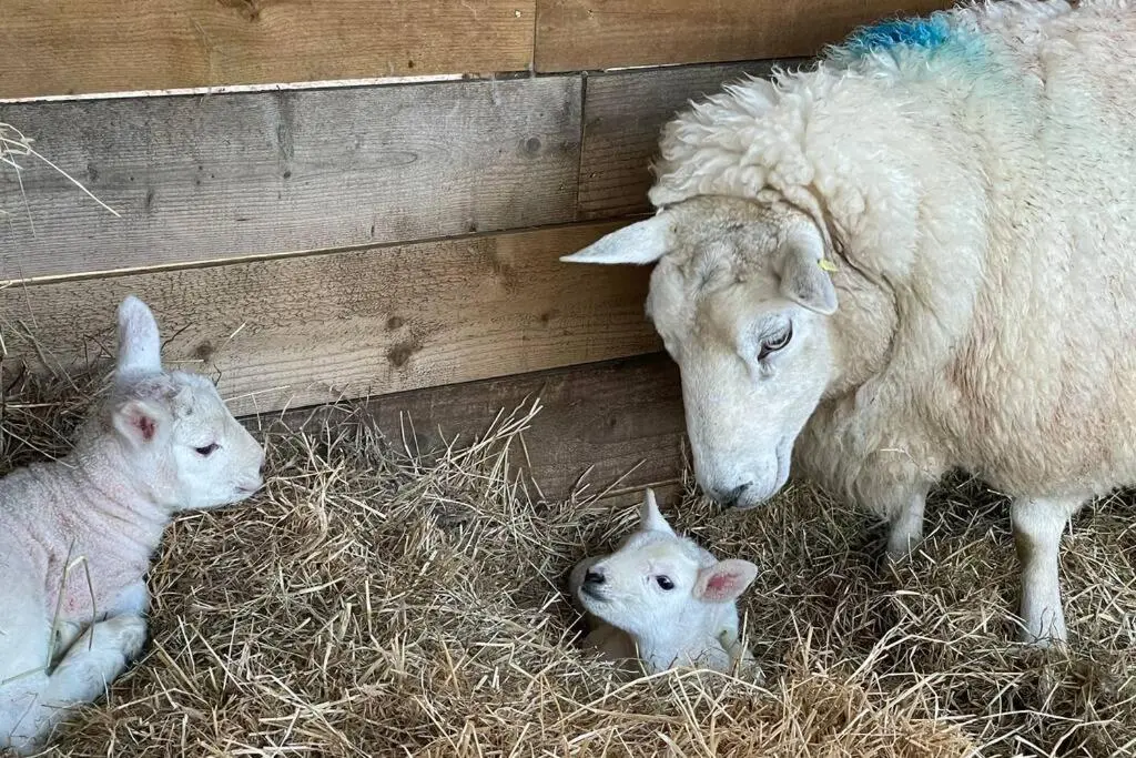 a sheep and two lambs are laying in hay at The Nest - Near Inverness & Loch Ness in Inverness