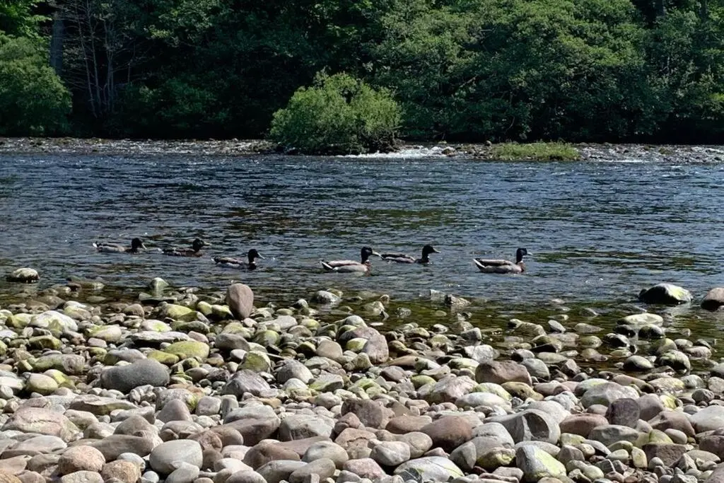 a group of ducks swimming on a rocky river at In the heart of Inverness in Inverness