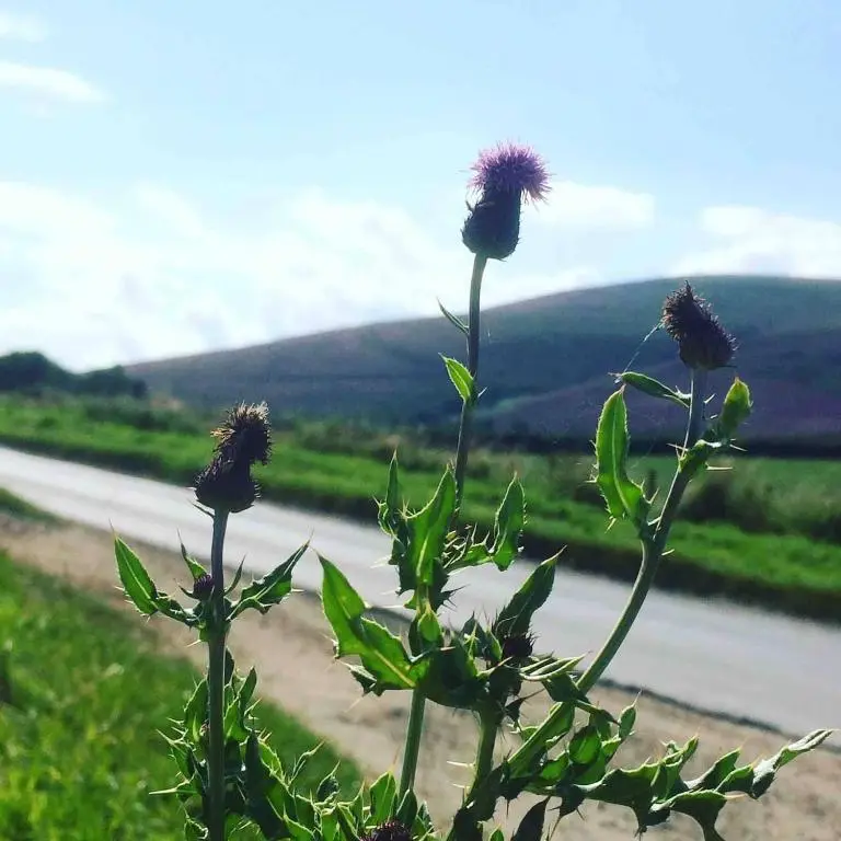 a plant with flowers on the side of a road at Lettoch Farm Holiday Home in Dufftown