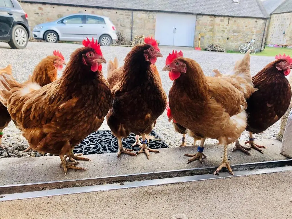 a group of chickens standing next to each other at Lettoch Farm Holiday Home in Dufftown