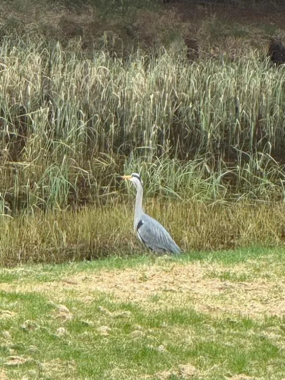 a bird standing in the grass near a field at Willowbarn Rafford Self Catering in Forres