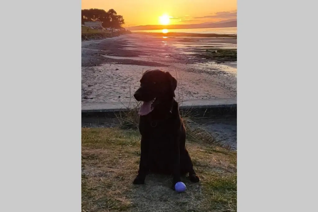 a brown dog sitting on the beach with a ball at Shadow's Cottage situated in Fishertown, Nairn. in Nairn