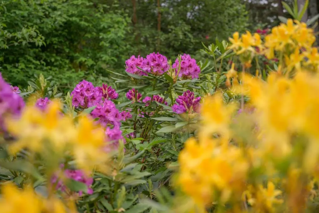 a group of pink and yellow flowers in a garden at Haven Retreat Scotland - Large 4 Bed House with Woodland garden, Aboyne ,Royal Deeside in Aboyne