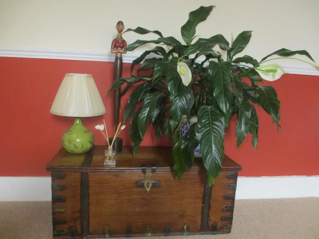 a plant on top of a wooden chest with a lamp at Strome Lodge in Inverness