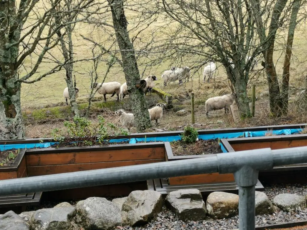 a herd of sheep standing in a field with trees at Dalwhinnie Old School Hostel in Dalwhinnie