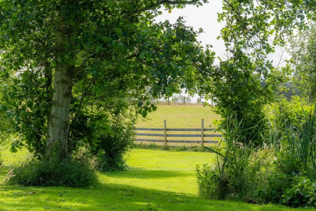 two trees in a field with a fence in the background at Marcassie Farm Lodges - Birch Studio in Forres