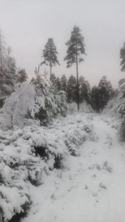 a snow covered path with trees in the background at Wester Curr Cottage - Luxury 5-Star Cottage with Private Pool & Hot Tub in Grantown on Spey