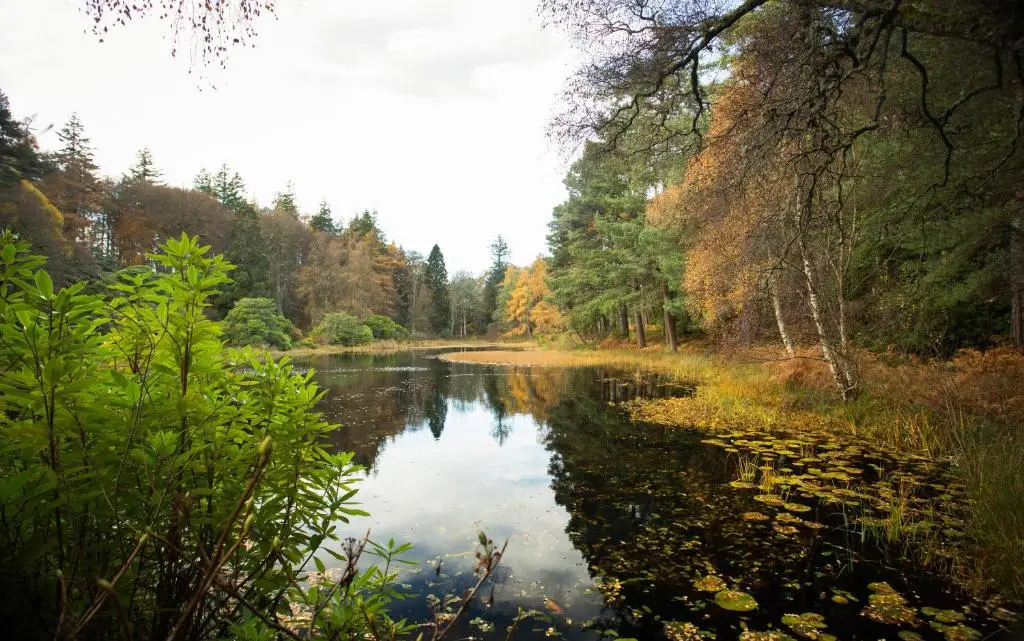a river with reflections of trees in the water at The White Cottage in Elgin