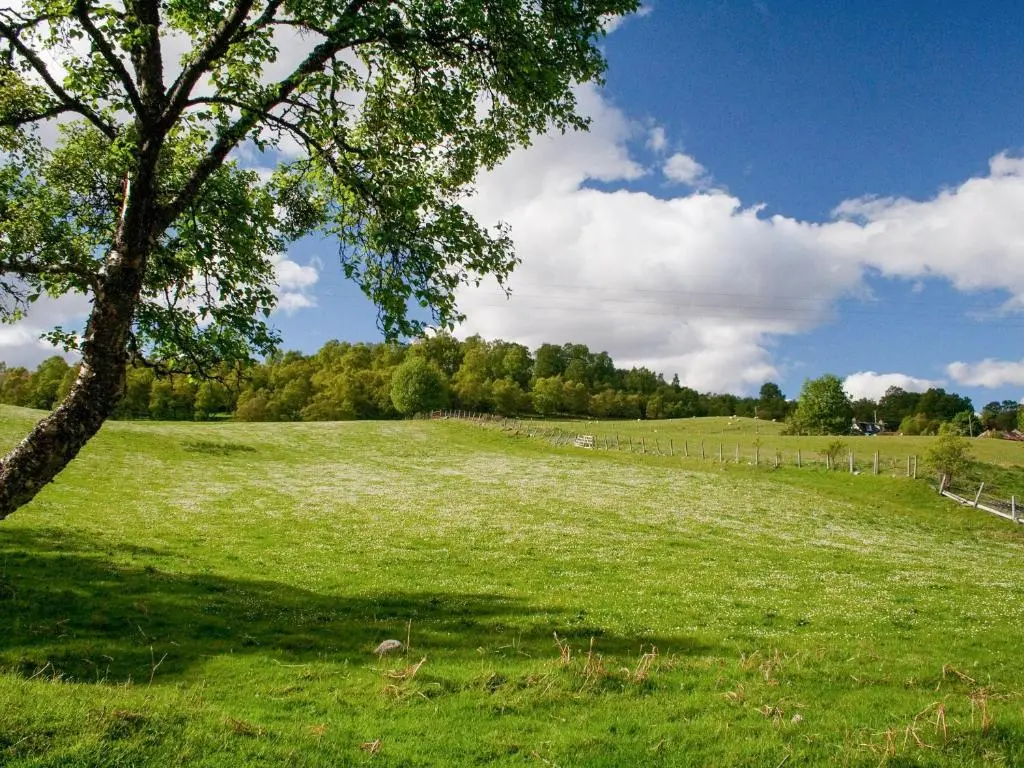 a large green field with a tree in the foreground at Treetops in Newtonmore