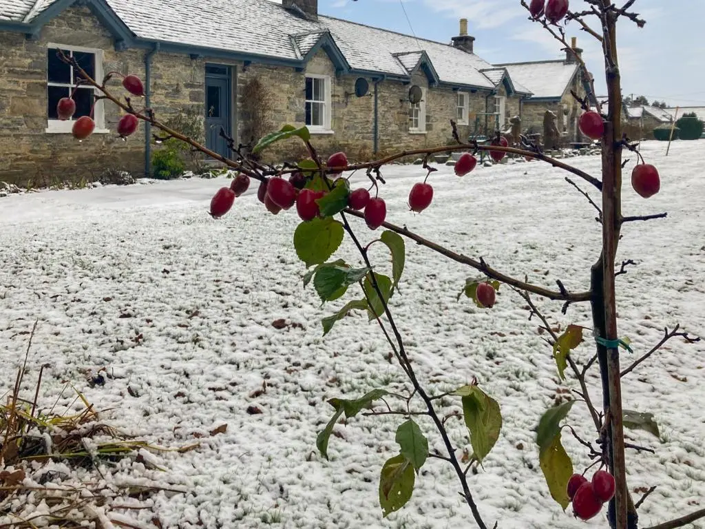 a tree with apples on it in the snow at Riverside Cottage in Blair Atholl