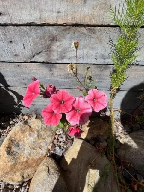 a bunch of pink flowers sitting on top of a rock at The Wee Hoose near Loch Ness, private garden, private parking in Drumnadrochit