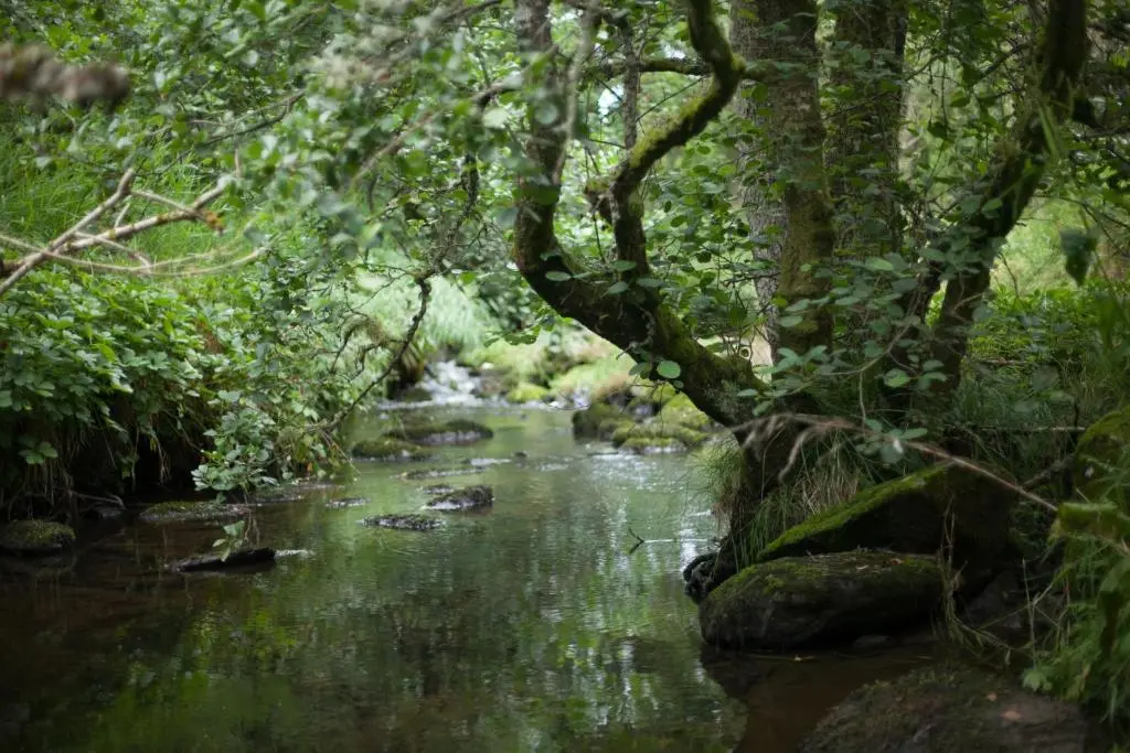 a stream in a lush green forest with trees at Beautiful Listed Mansion with incredible woodland views in Huntly