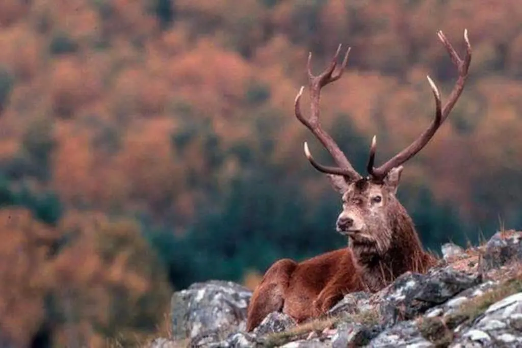 a red deer with antlers standing on a rock at Tornacraig 8 Person Country House on Royal Deeside in Aboyne