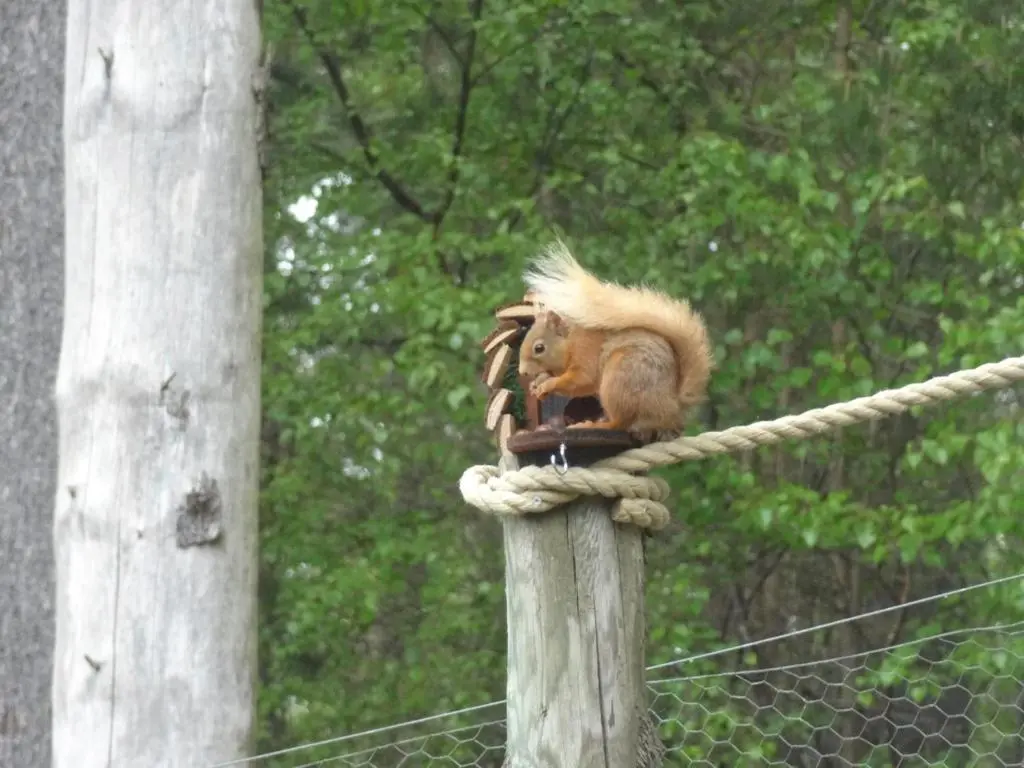 a squirrel sitting on top of a rope at Sawmill Cottage in Grantown on Spey