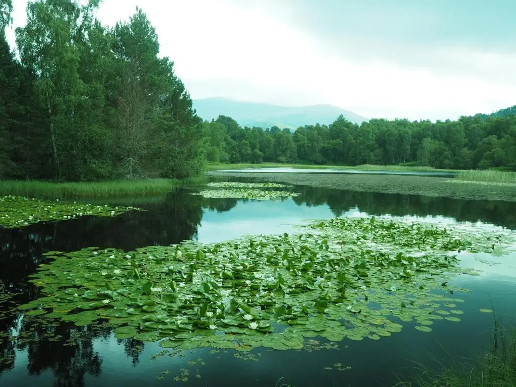 a pond with lots of lilies on the water at Ptarmigan in Nethy Bridge
