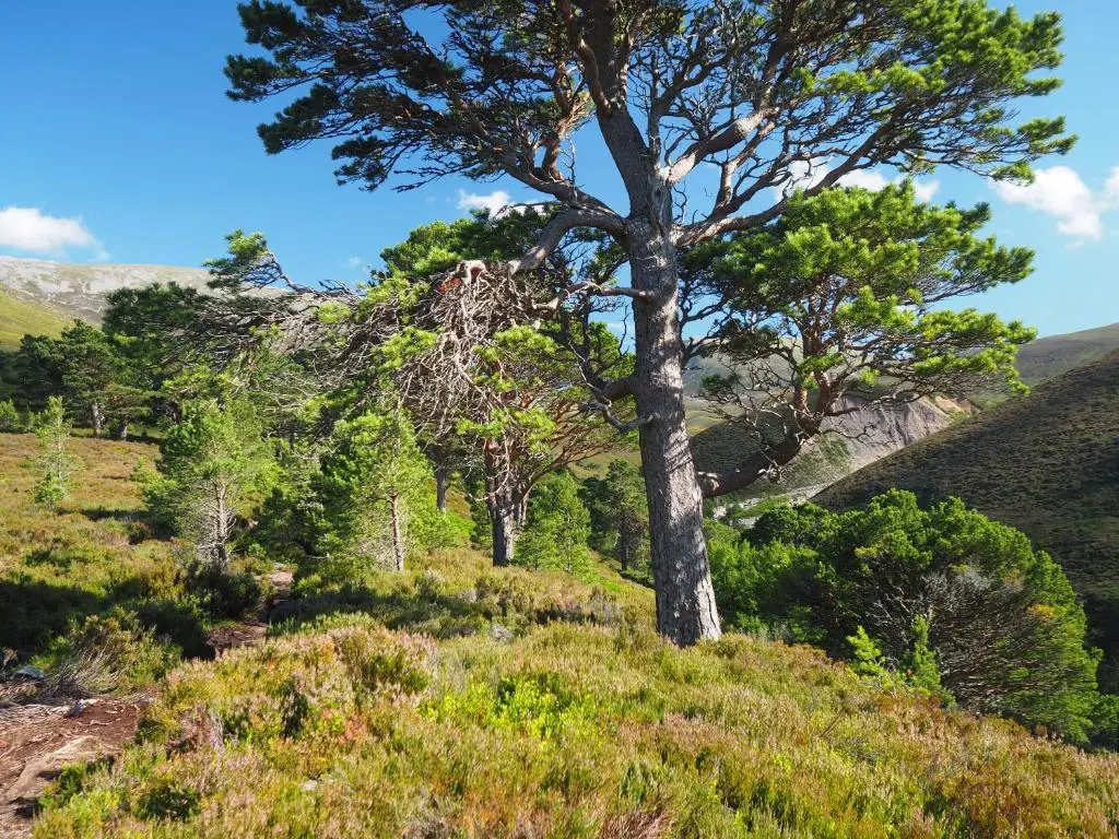 a tree on the side of a hill at Ptarmigan in Nethy Bridge