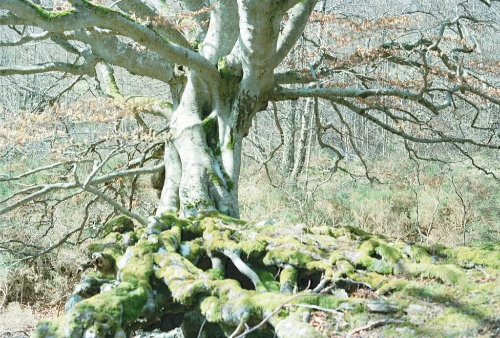 a tree with moss growing on it in a forest at Ptarmigan in Nethy Bridge