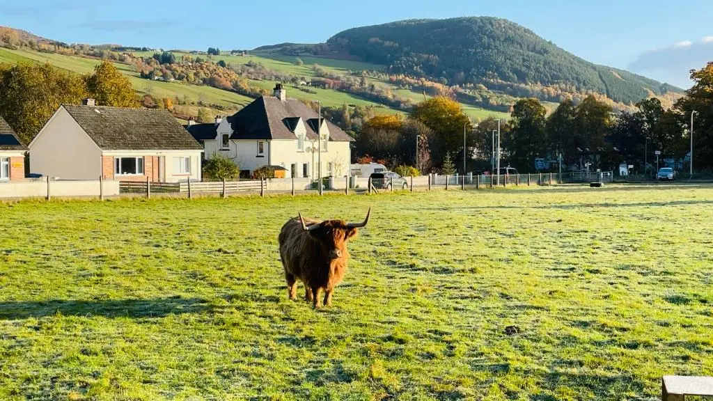 a cow standing in a field in a field at Stylish Garden Flat Near Loch Ness in Drumnadrochit