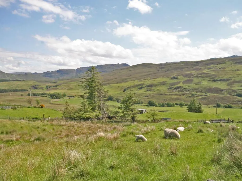 a group of sheep grazing in a grassy field at Hill Cottage in Ardmair