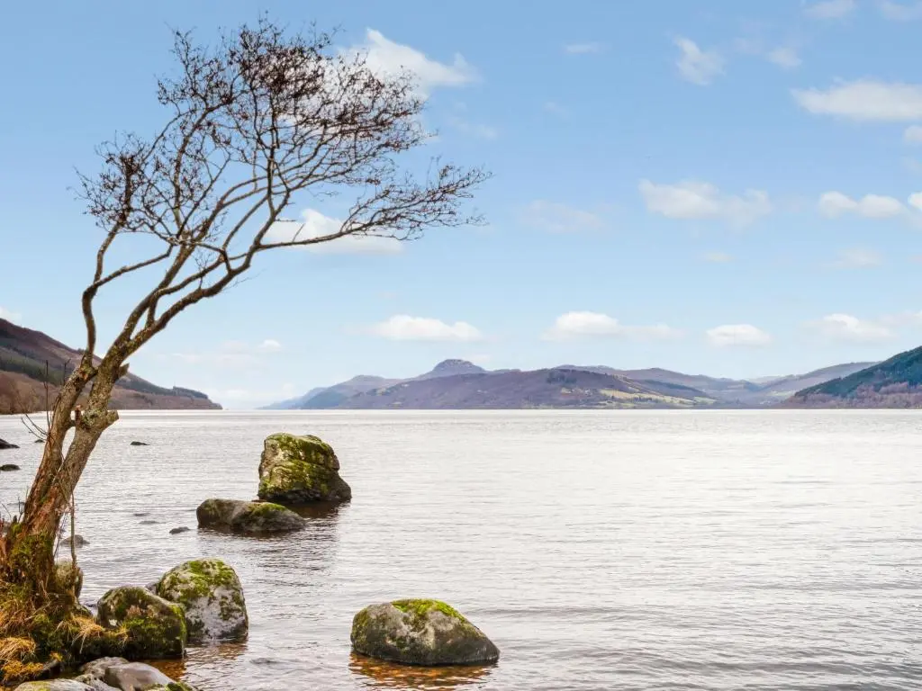 a tree on the shore of a body of water at Divach Lodge at Lochletter Lodges in Drumnadrochit