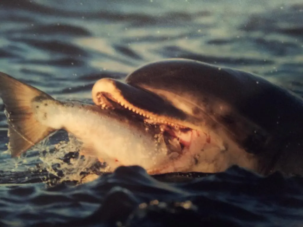 a fish with its mouth open in the water at Ness View Apartment in Inverness