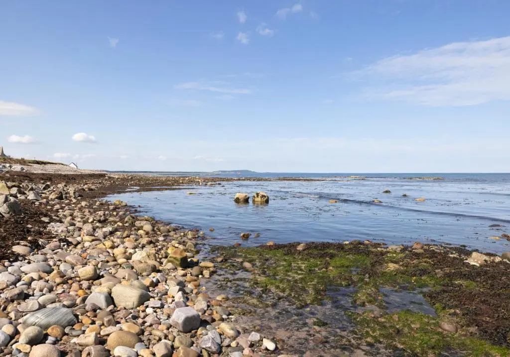 a group of animals in the water on a rocky beach at Aurora House Hot Tub & Sea View in Buckie