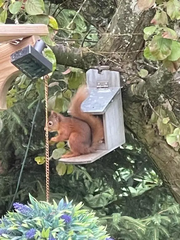 a red squirrel sitting in a bird house at Drummond Neuk - Pets Welcome free, country setting, free onsite parking in Inverness
