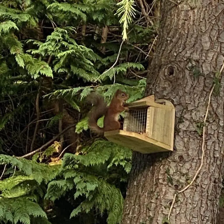 a squirrel sitting in a bird feeder on a tree at Foinaven House in Ullapool