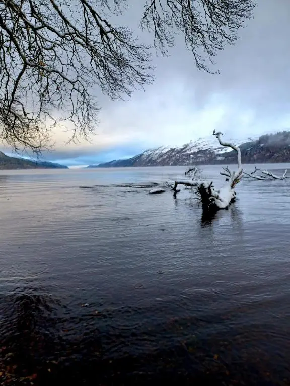a tree in the middle of a body of water at Erraid Lodge in Fort Augustus